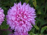 Aster Pink_1